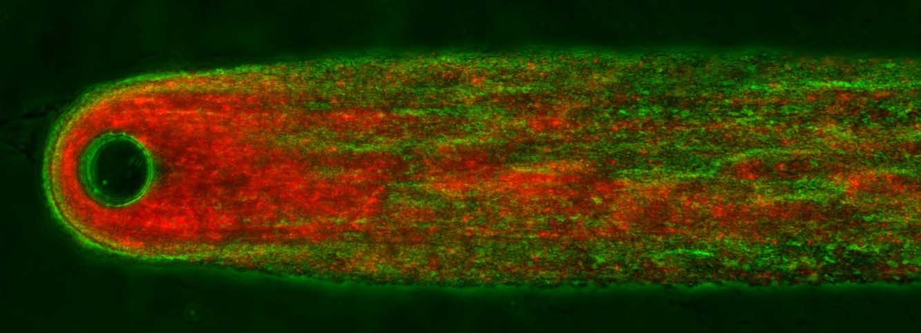 The Matrix of Resistance: Unveiling the Mechanisms of Extracellular DNA-Mediated Antimicrobial Protection in Biofilms